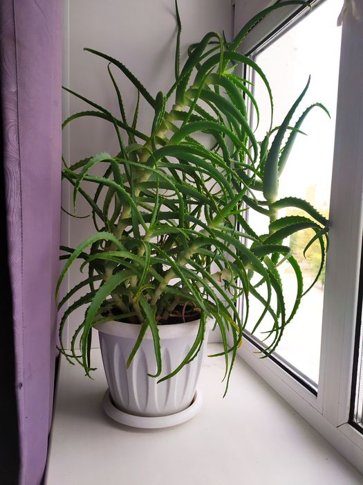 Сансевиерия высокая 130 см