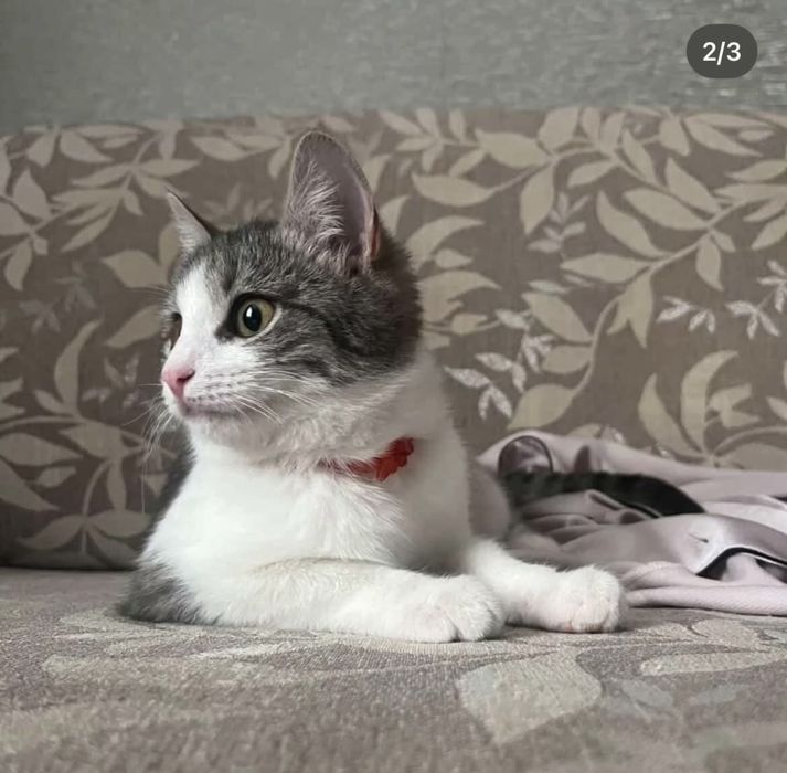 Потерялась кошка