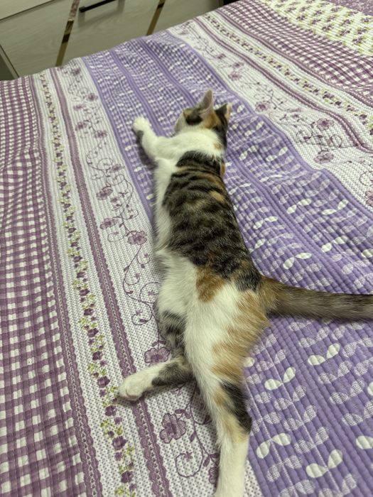 Mushuk hadyaga beriladi