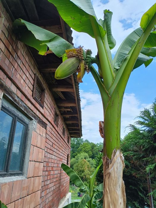 Vând bananieri ce produc banane