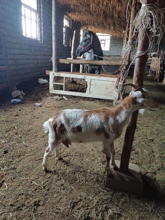 Ешкы сатлады нуб