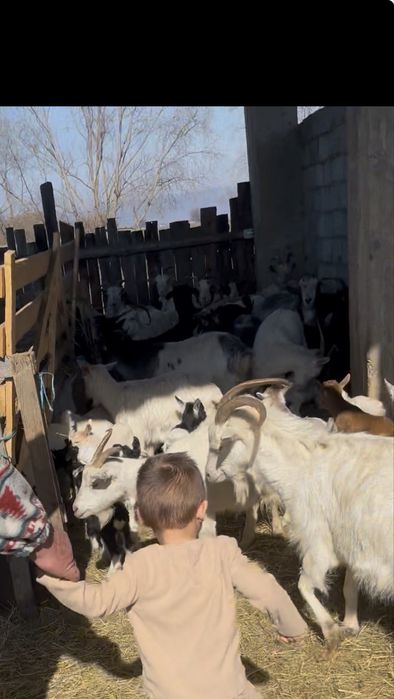 Capre de vanzare sau la schimb