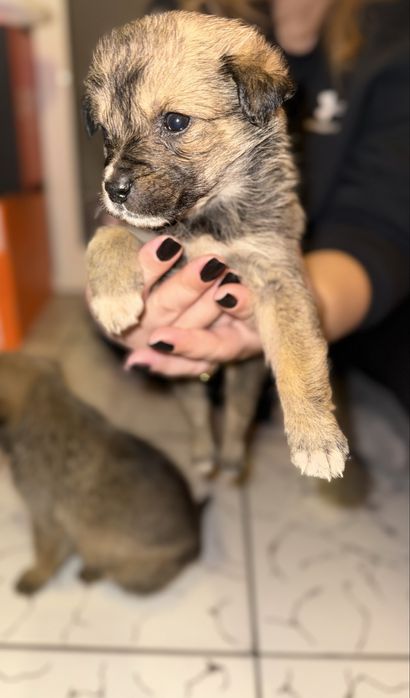 Donez 5 puiuți de talie mica  (2 luni)