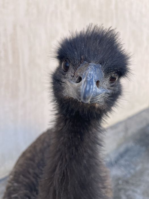 Эму Австралийский