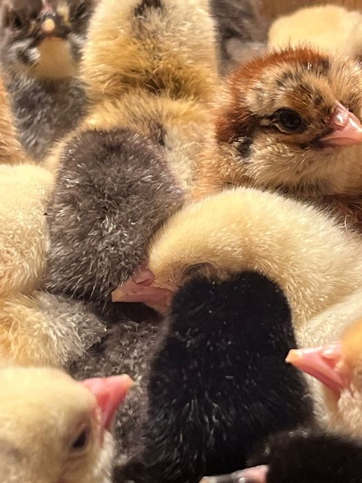 Продаются цыплята вылупились 22апреля