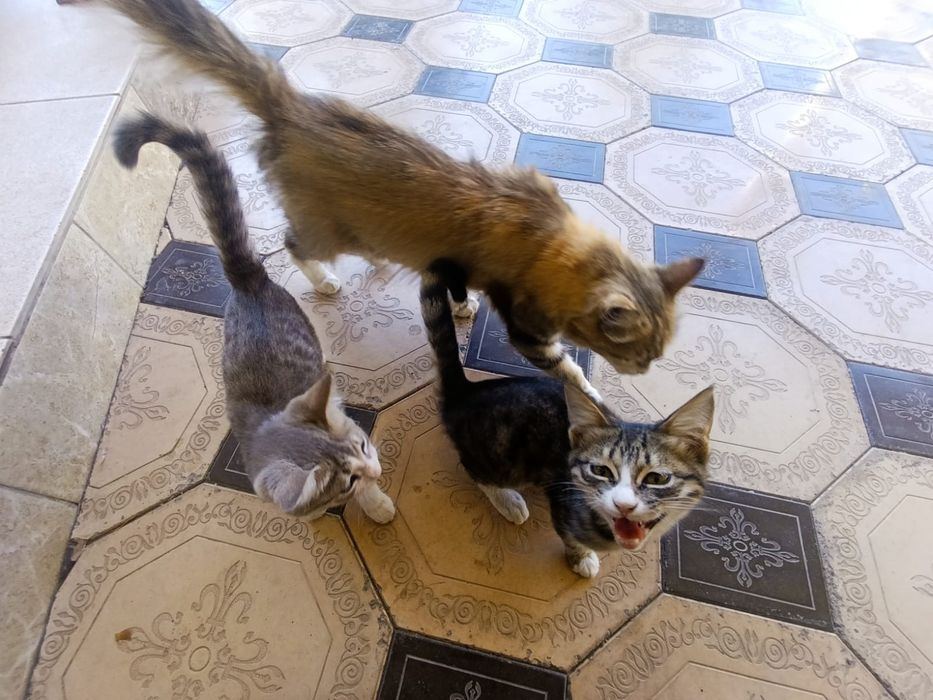 Домашние кошки ю