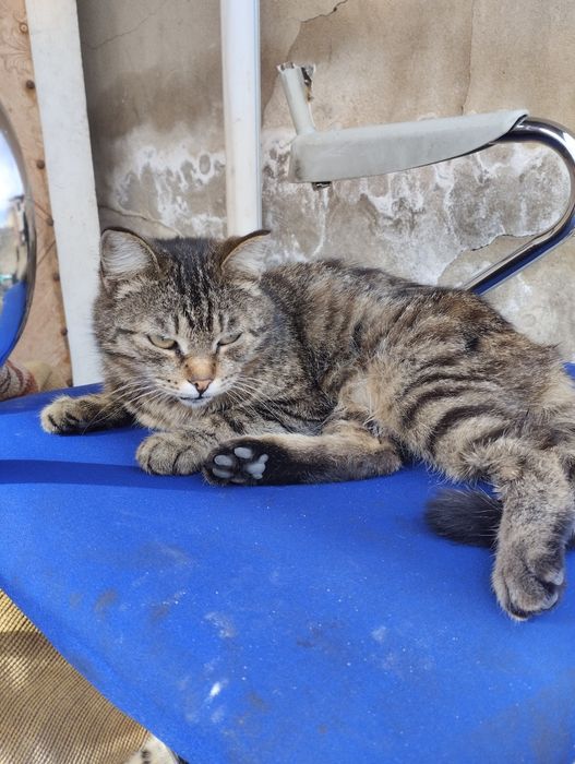 Отдам кошку стерелизованую