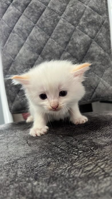 Котята даром, в хорошие руки