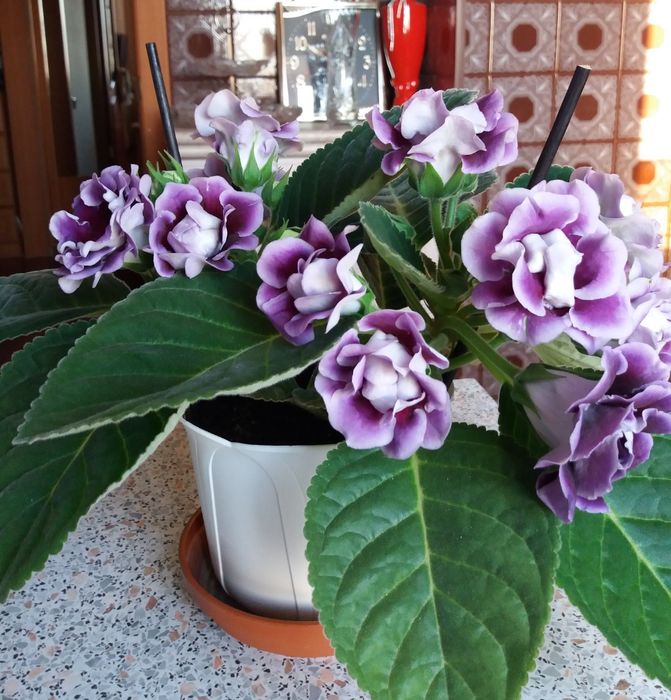 Продам росток глоксинии