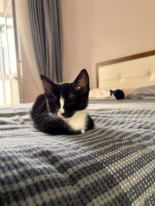 Котенок 2 месячный