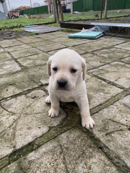 Бебета Лабрадори