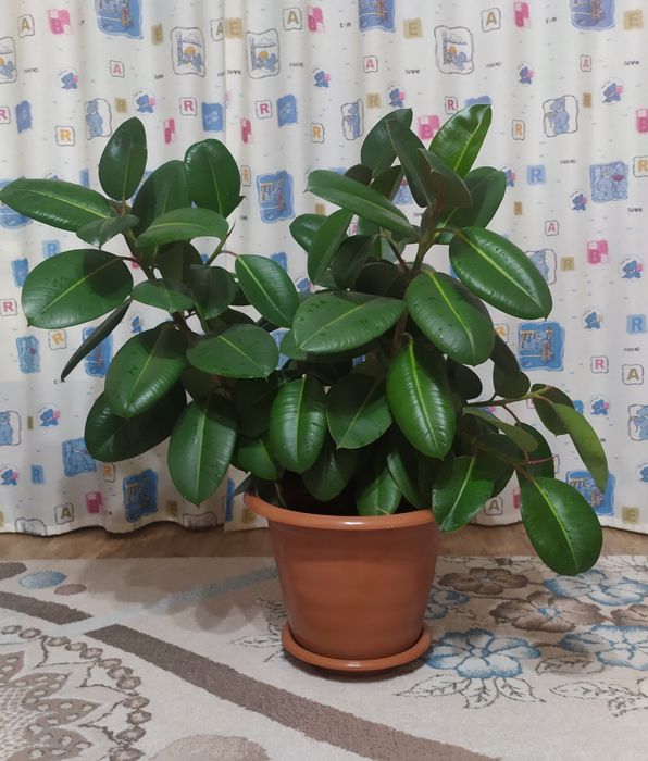 Фикус каучуконосный