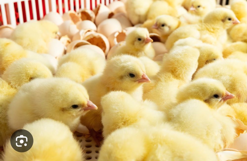 Хаммаси 100 % товук чикади Цыплята курочки несушки
