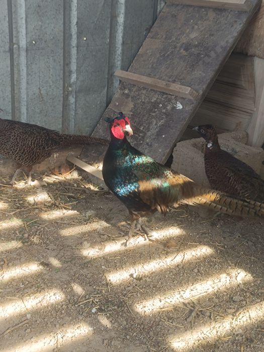 Фазан.   қырғауыл