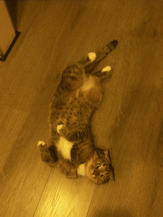 Вислоухий кот, 2 года