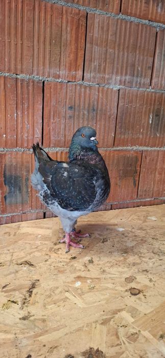 Porumbei king de vanzare