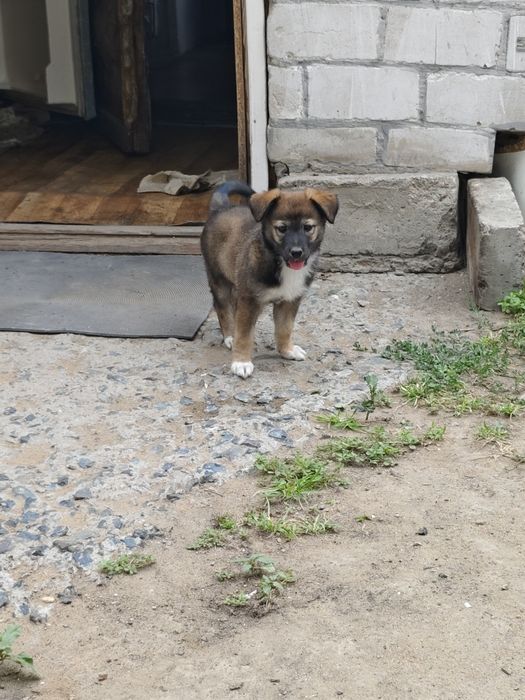 Отдам щенка,девочка 2 месяца