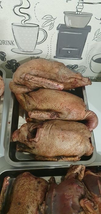 Дичь Дикий гусь Дикая утка  Гуси