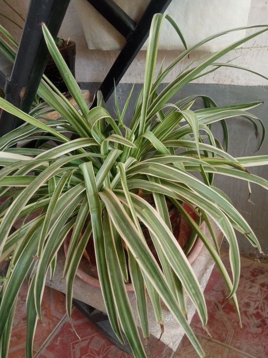 Хона гулларимни сотиб юбораман/Продаю комнатные цветы из дома