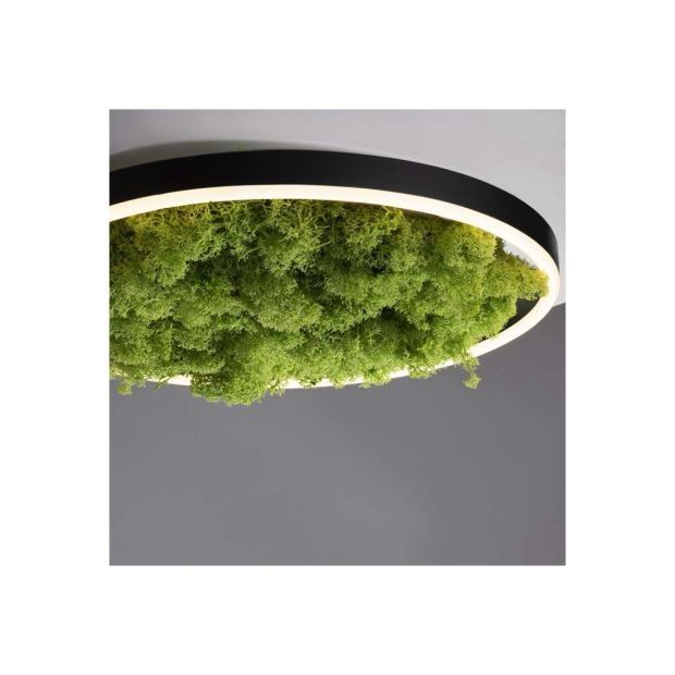 Плафониера от естествен исландски мъх