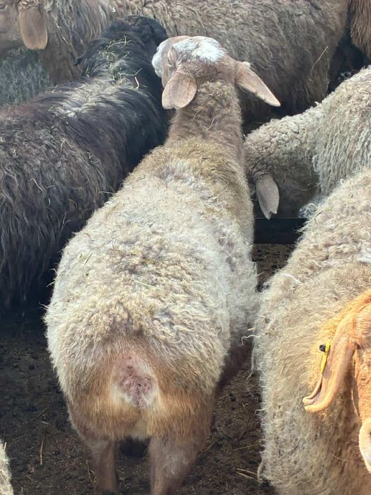 Продам баран кой сатылады