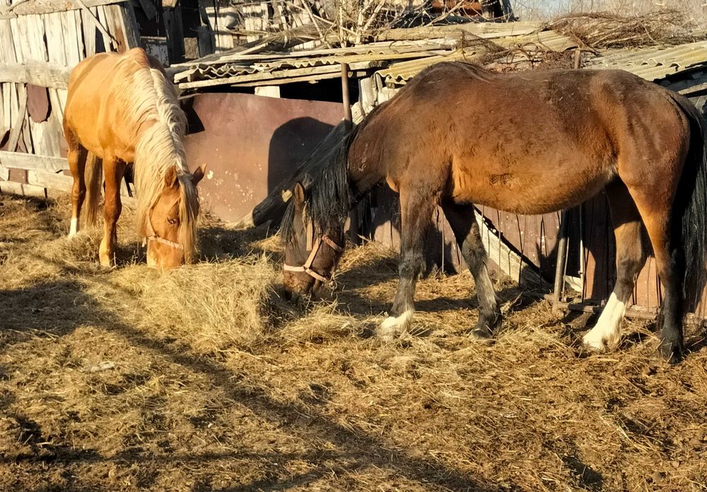 Продам жеребца и кобылу