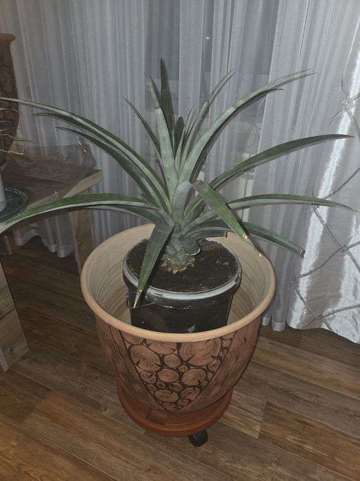 Продам ананас в горшке