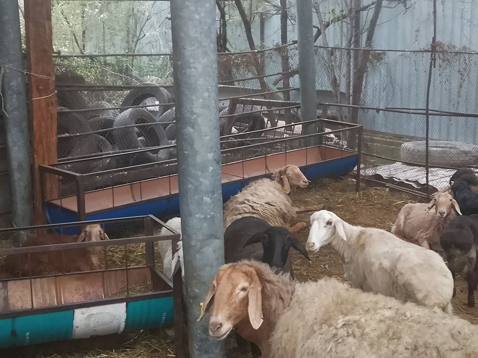 Бараны арашаны гисары