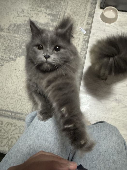 Отдам в хорршие руки