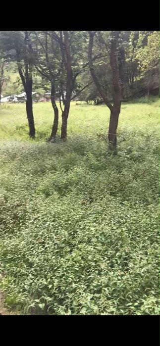 Teren intravilan 5400 mp Runc ( Zlatna)