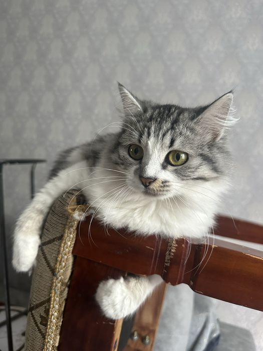 Отдам кошку в добрые руки