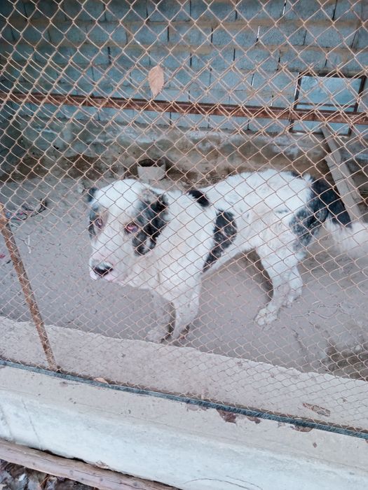 Казакы тобет сатылады