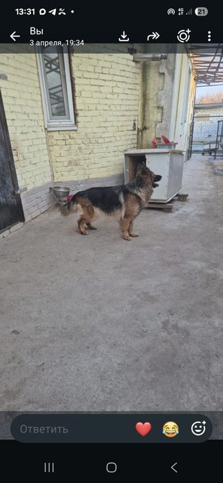 Отдам в хорошие руки