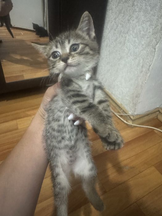 Отдам котят в добрые руки