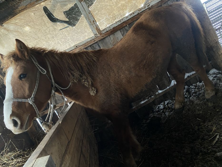 Продам кобылу. Бие сатамын