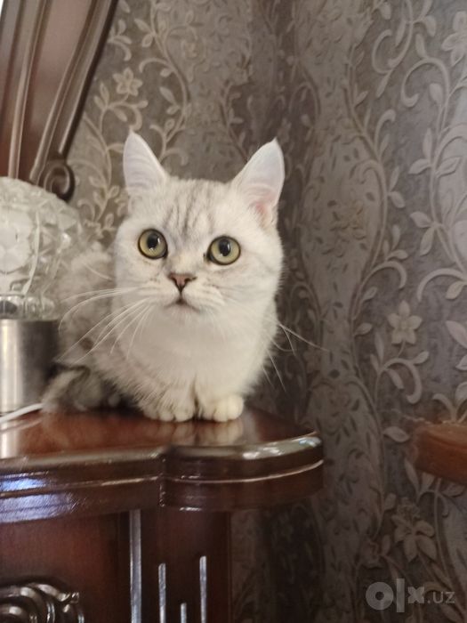 Кошка британский шиншилла окрас мрамора