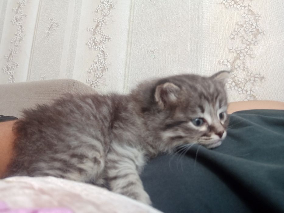Продам    котёнка