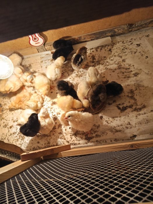 Цыплята разных пород