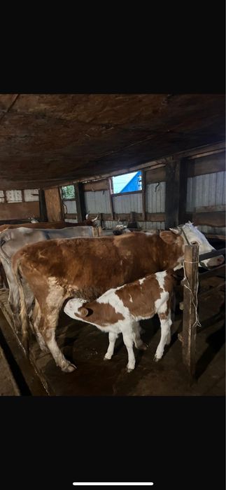 Продам Корову с теленкам