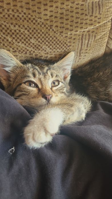 Ищу новый дом котенку