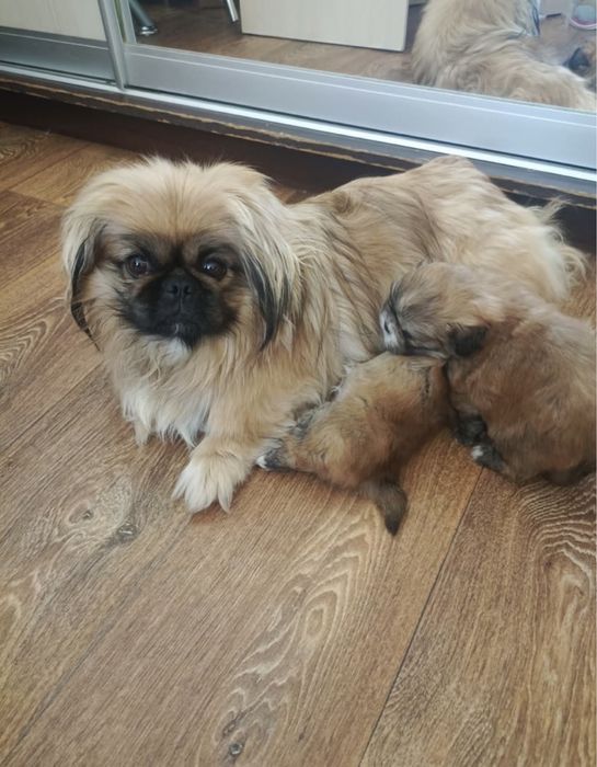 Продадим щенков пекинесов