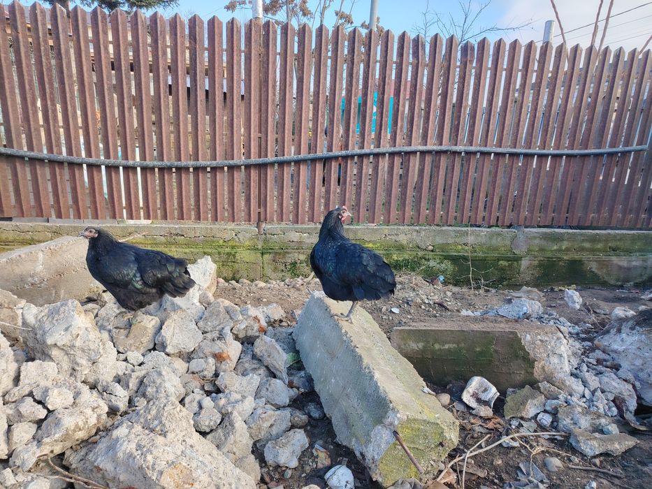 Vând famili Australorp negru și albastru. Găini puici