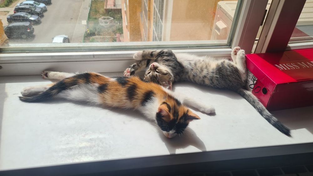 Ищем дом для котят