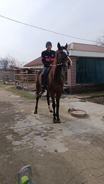 Таза қан ағылшын дөнен шығар