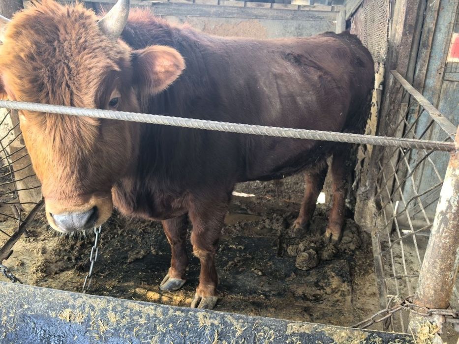 Букалар сотилади