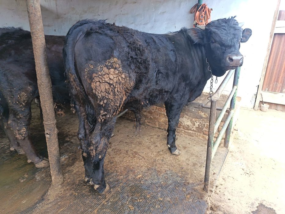 Продам упитанных Быков!