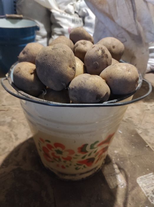 Дачная картошка отборная