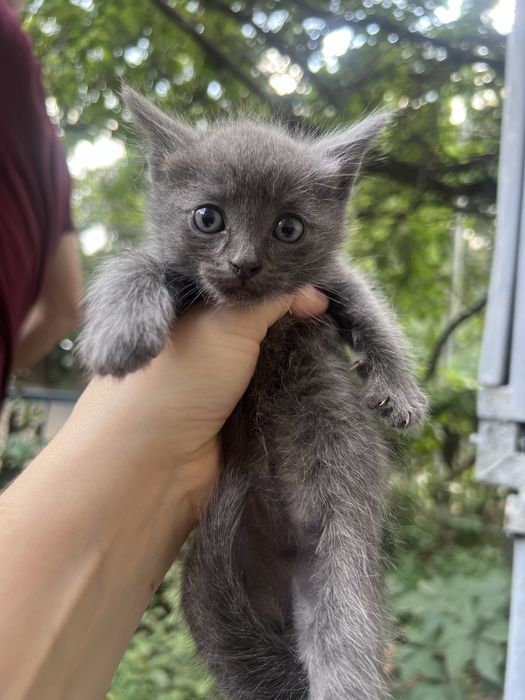 Отдаи котят 1 месяц