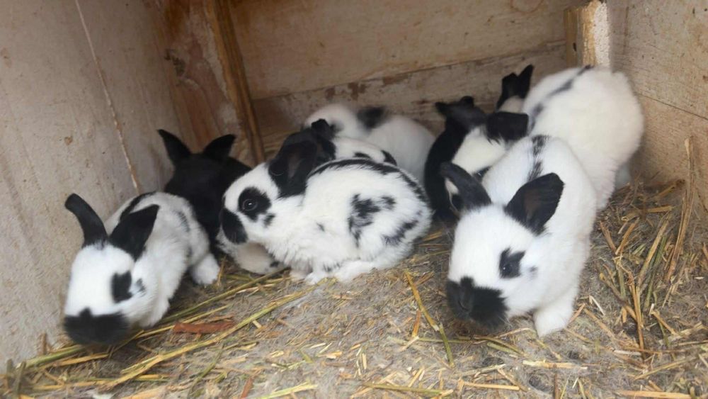 PUI FLUTURE TATUAT DIN TATA CU certificat de origine