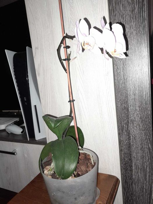 Орхидеи фаленопсис